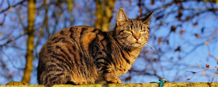 猫咪感染耳螨怎么办 猫咪感染了耳螨有什么症状