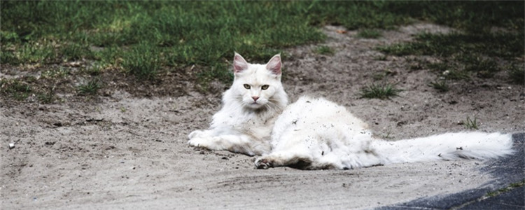 耳螨的传染性强吗 要怎样才能预防耳螨