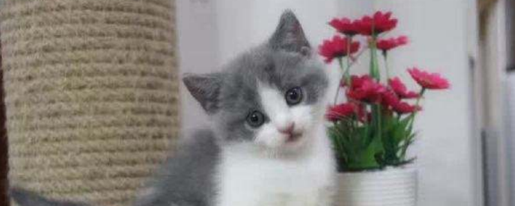 饲养猫咪的注意事项 饲养猫咪你不得忽视的几个事情！