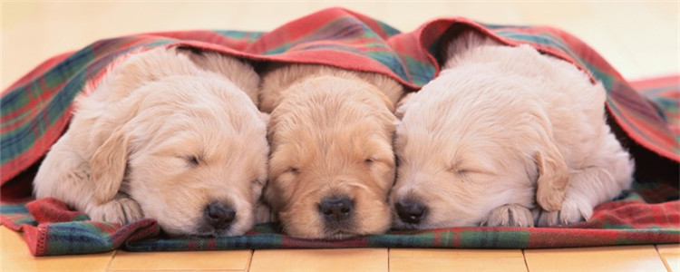 金毛犬什么时候绝育好 金毛绝育有什么好处与危害