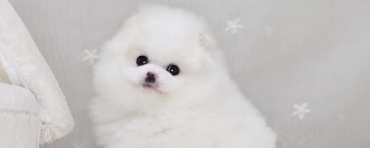 博美犬怀孕几个月生 博美犬孕期的身体变化