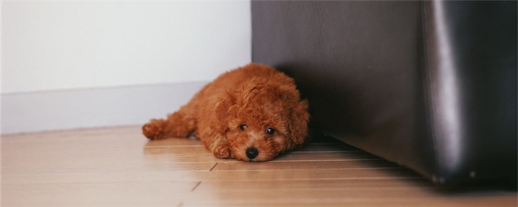 泰迪怀孕注意事项 泰迪怀孕要注意什么你知道吗