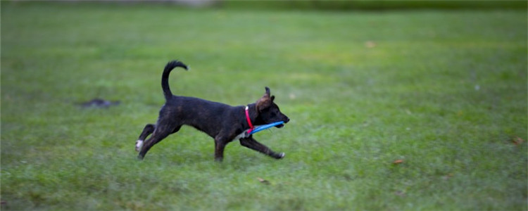 用棉签掏狗耳朵干净吗 如何正确的给狗狗清理耳朵