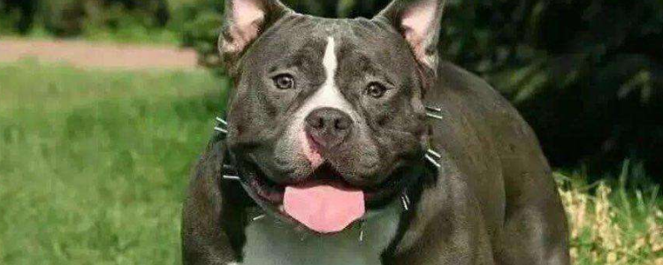 美国恶霸犬产后有恶露怎么办 美国恶霸犬产后恶露处理方法