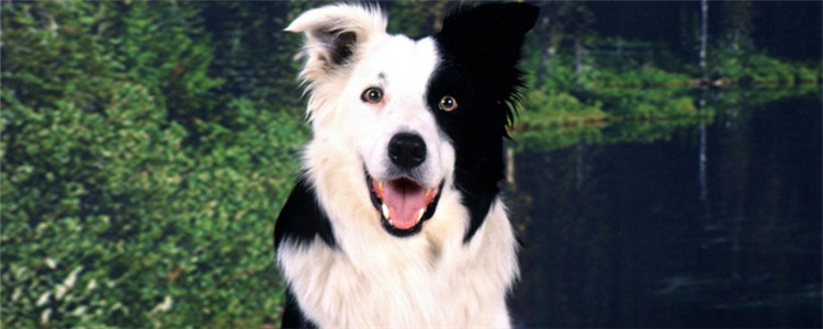 带狗狗出游要注意什么 以下几点你都明白了吗