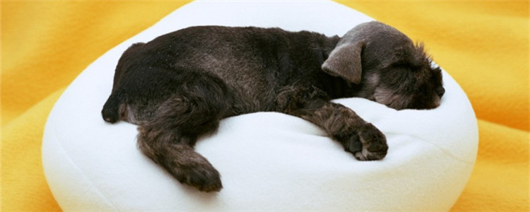 带狗出去要准备什么 狗狗出门旅行这四点别忘了