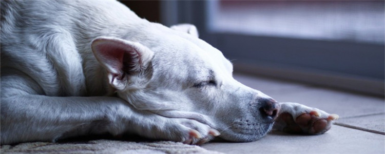 狗狗绝育后需要注意什么 这些注意事项你都清楚了吗