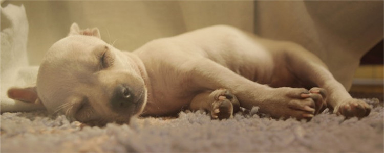 狗狗能分辨颜色吗 狗狗的世界是不是只有黑白