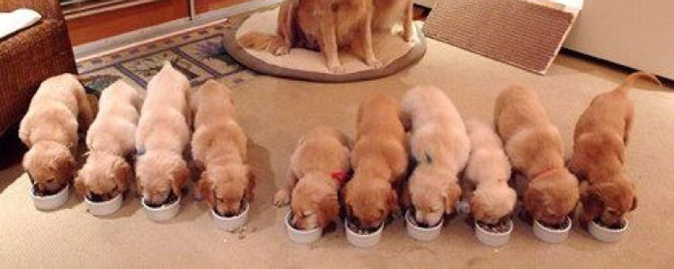 犬弓形虫是怎么回事 犬弓形虫对孕妇的影响