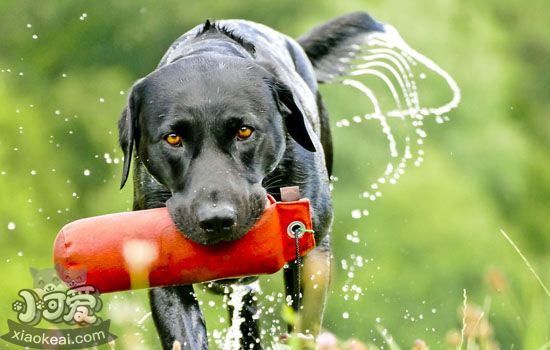 犬弓形蟲是怎麼回事 犬弓形蟲對孕婦的影響