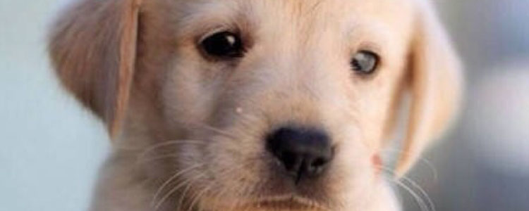 犬弓形虫会不会传染给人 传染的途径是什么