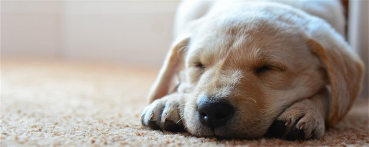 狗狗得耳螨有什么危害 耳螨要如何治疗