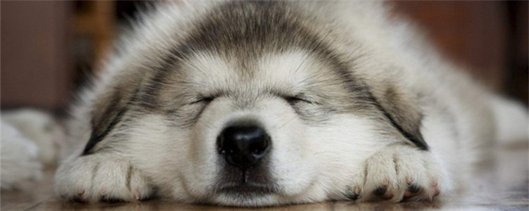 耳螨是什么 狗狗得了耳螨的症状是什么