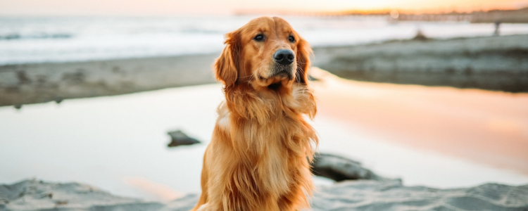 赛级金毛是什么 赛季金毛的定义