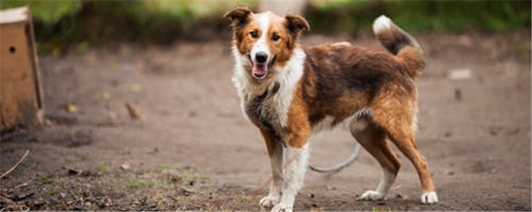 什么是蜱虫 狗狗要如何预防蜱虫