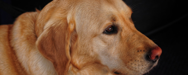 老年狗狗的照顾方法 让狗狗安度晚年