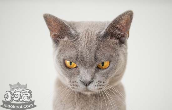 猫角膜炎怎么治疗 猫角膜炎多久能好