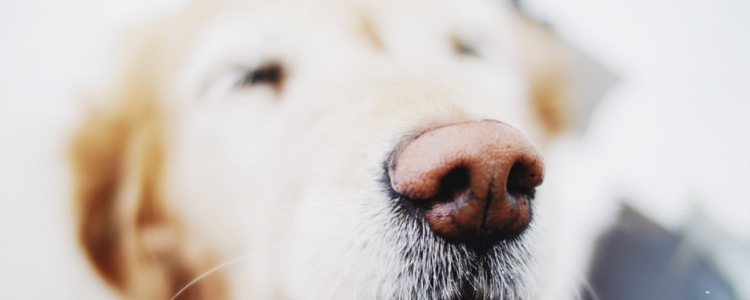 狗营养膏的成分分析 告诉你营养膏对于狗狗有什么用（三）