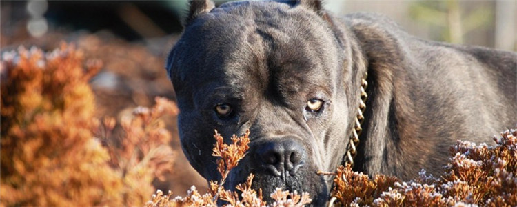 什么是螨类寄生虫 这三种常见的寄生虫你知道吗
