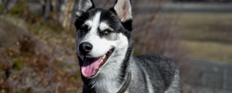 狗狗绝育的好处 你家狗狗决定绝育了吗