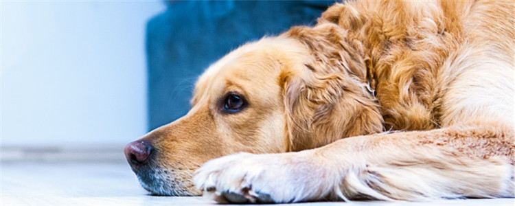 给狗狗降温的错误方式 这五种方式你都做过吗