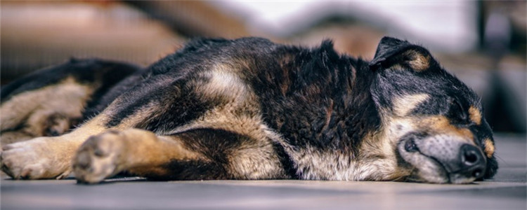 蚊香对狗有害吗 狗狗蚊香中毒的表现有哪些