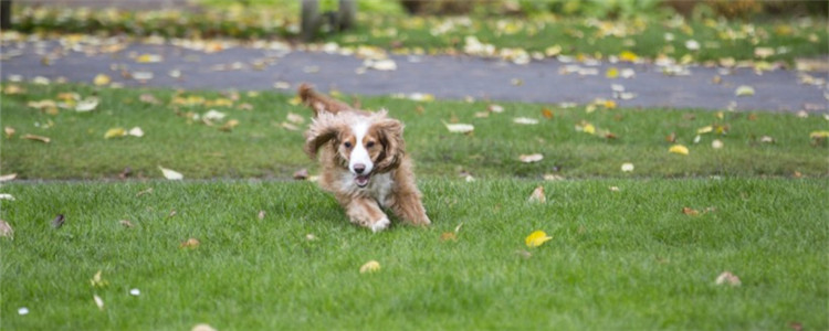 如何正确的喂食狗粮 以下三点你做到了吗