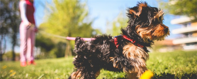 狂犬病是什么 被狗抓伤了要如何处理伤口