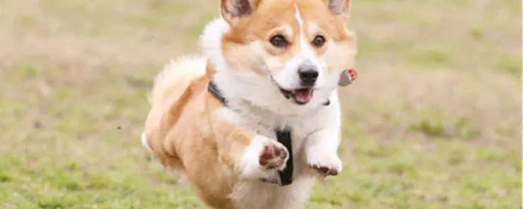 狗狗的捡食如何纠正 狗狗不会拒绝食物怎么训练