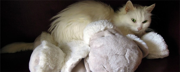 猫掉毛严重怎么办 如何去除衣服上的猫毛