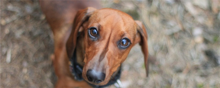 养了狗家里有异味怎么办 四个小妙招教你去除异味