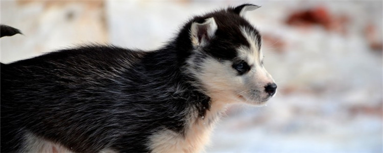 冬天该不该给狗穿衣服 冬季要如何给狗狗进行保暖