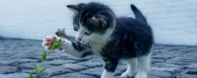 避蚊胺对猫有害吗 养猫怎么驱蚊