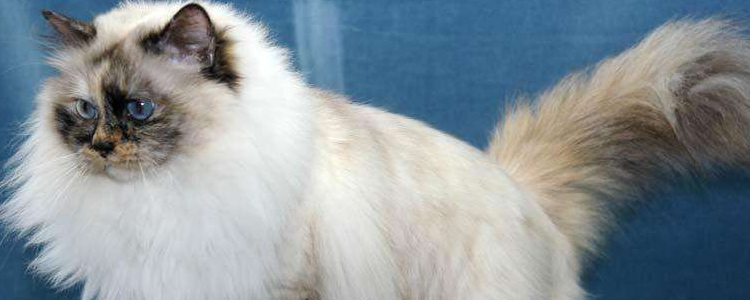 母猫会来月经吗 母猫是没有月经的！