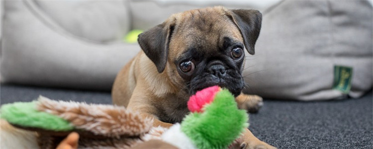 狗狗肥胖会得什么病  狗狗太胖容易患上这个四种病