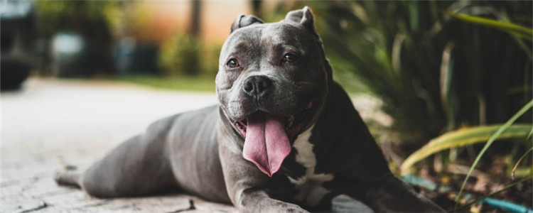 做了绝育的狗容易胖吗 如何给肥胖的狗狗减肥