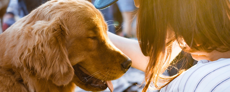 怎么判断狗狗怀孕没有 狗狗怀孕能看出来吗