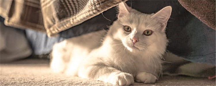 猫会得牙结石吗 猫咪得牙结石有什么危害