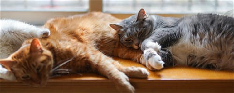 驱蚊剂对猫有害吗 驱蚊产品为什么对猫咪有害