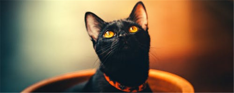 驱蚊产品会让猫咪中毒吗 驱蚊产品对猫咪有致命伤害