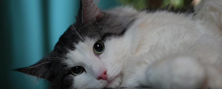 猫咪喜欢主人的表现 猫咪对你做出下面6点就不要离开它了！