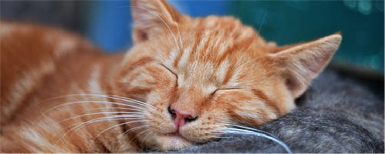 驱蚊产品对猫的危害 远离菊酯类驱蚊产品