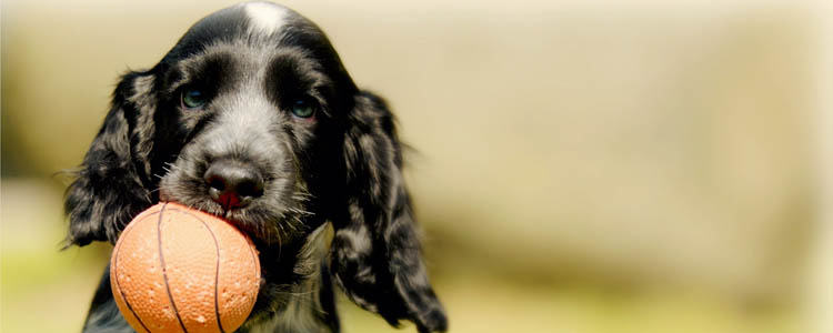 训练小狗的方法 幼犬带回家训练要有爱心耐心