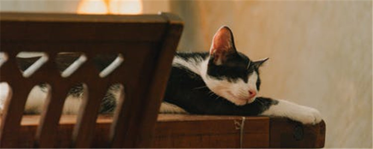 猫为什么爱推掉东西 是因为猫咪手贱吗