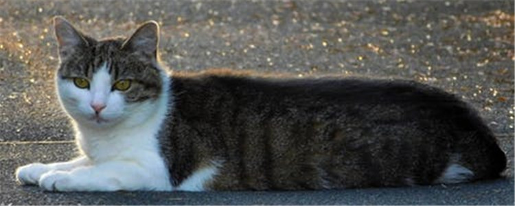 为什么猫会引起人过敏 如何才能降低对猫过敏的程度