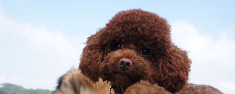 泰迪信任主人的表现 泰迪信不信任你看睡姿就知道了