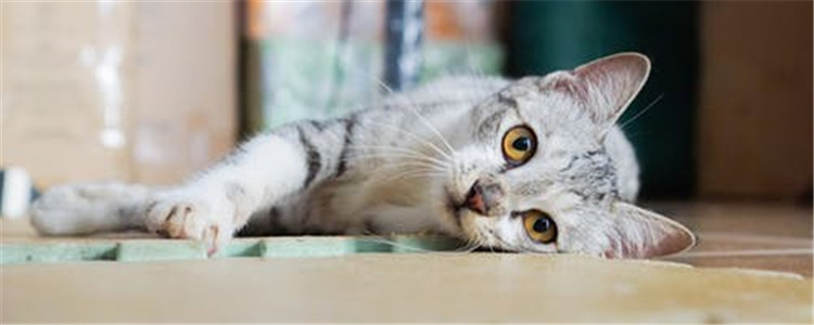 给猫剃脚毛有什么好处 以下几点你知道了吗