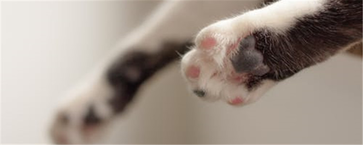 猫咪脚毛怎么修剪 猫咪多久需要剪一次脚毛