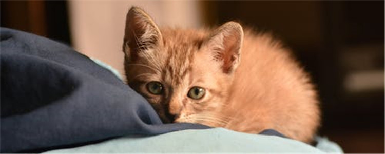 猫应激反应会死吗 猫为什么会出现应激反应