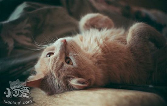 猫应激反应的症状是什么 以下这三种症状你了解了吗